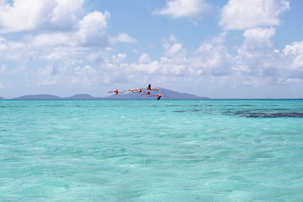 Flock of Flamingos flying off Anegada Island in the British Virgin Islands