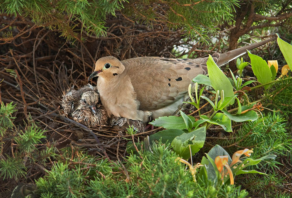 Nesting Mourning Dove bird with squabs