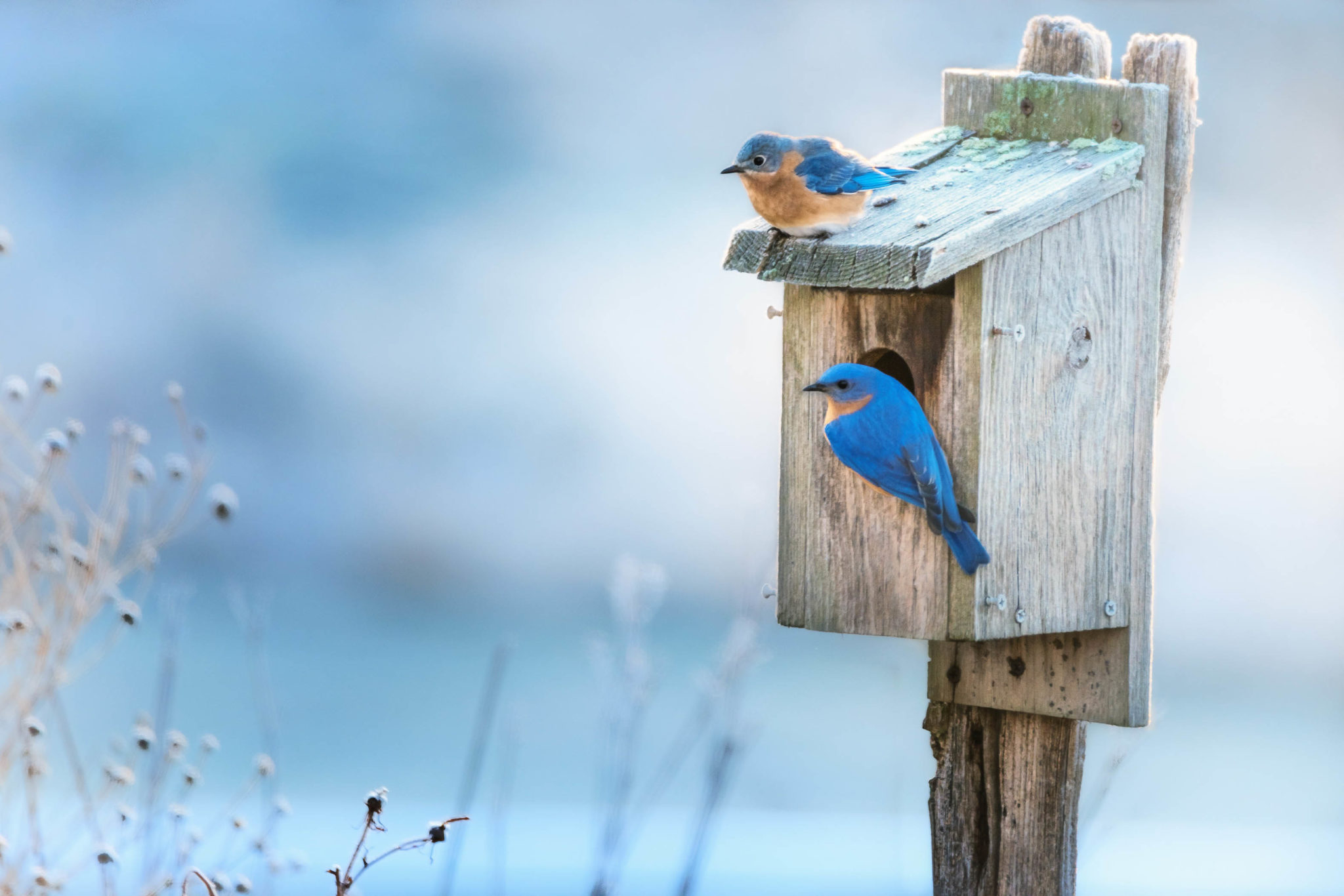 A pair of Eastern bluebirds, Canada