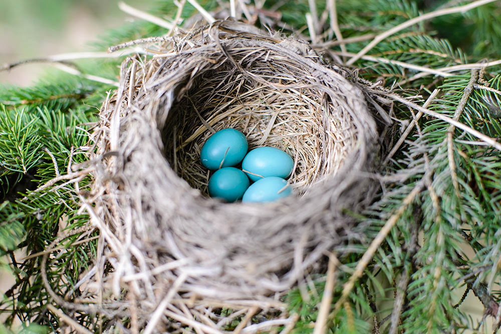 American Robin's Nest in a pine tree