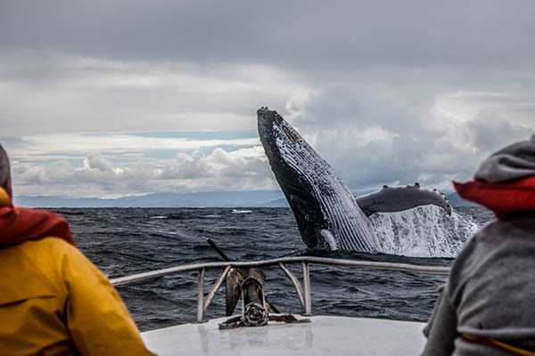 Watching whales in their natural environment on a boat trip