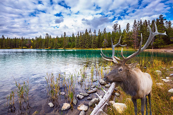 Antlered deer on the shore of cold lake in the Rocky Mountains of Canada. Wildlife