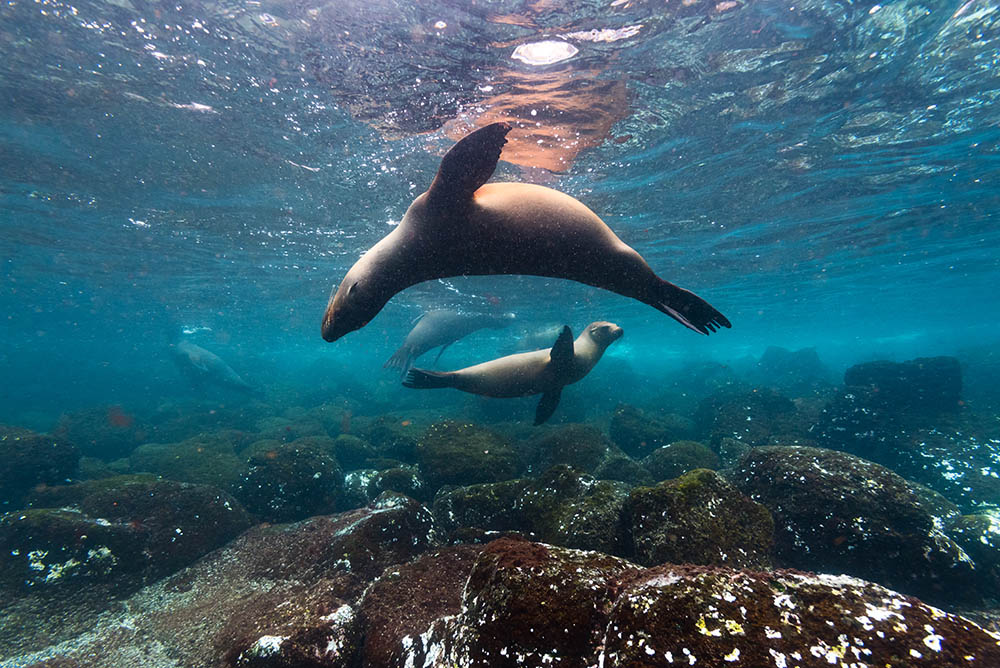 A group of playful sealions swims in the waters around the Galapagos islands