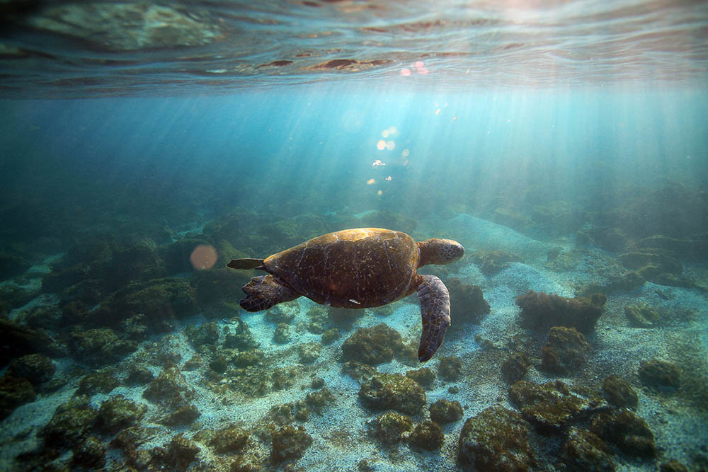 Green sea turtle (Chelonia mydas) swimming underwater in the Galapagos Islands