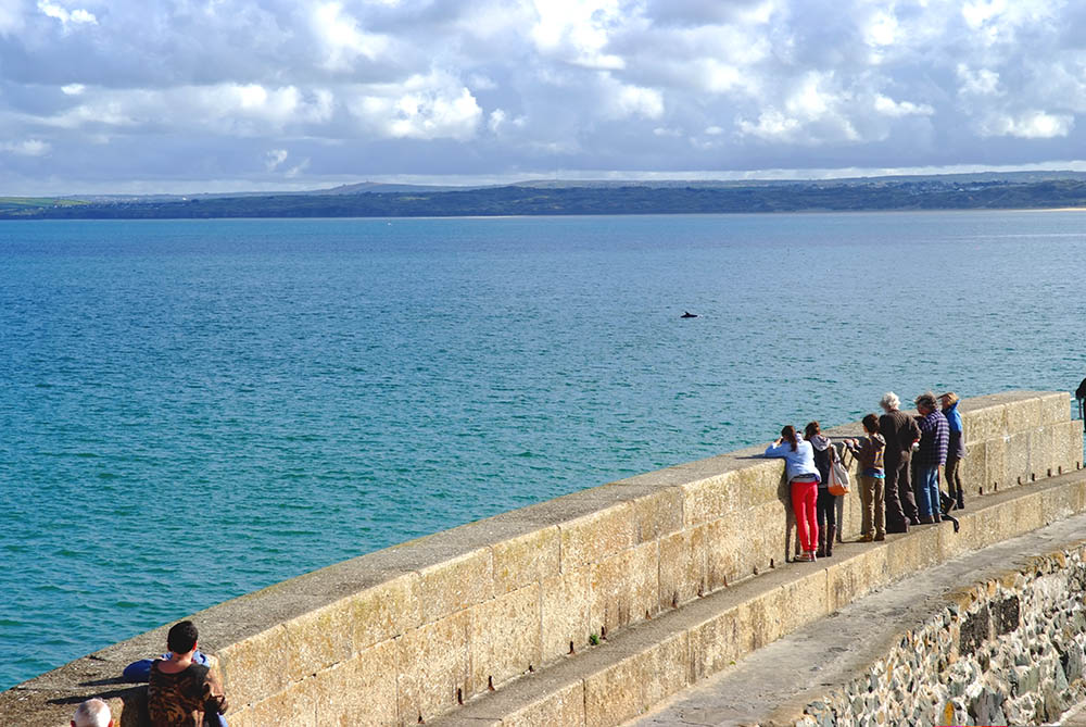 Dolphin Watching off St. Ives, Cornwall