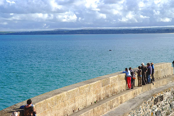 Dolphin Watching off St. Ives, Cornwall