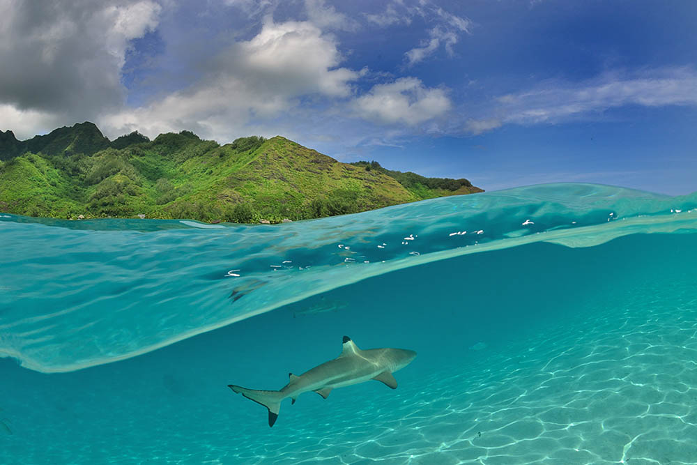 Black Tip Reef Shark at Moorea Island in Tahiti French Polynesia