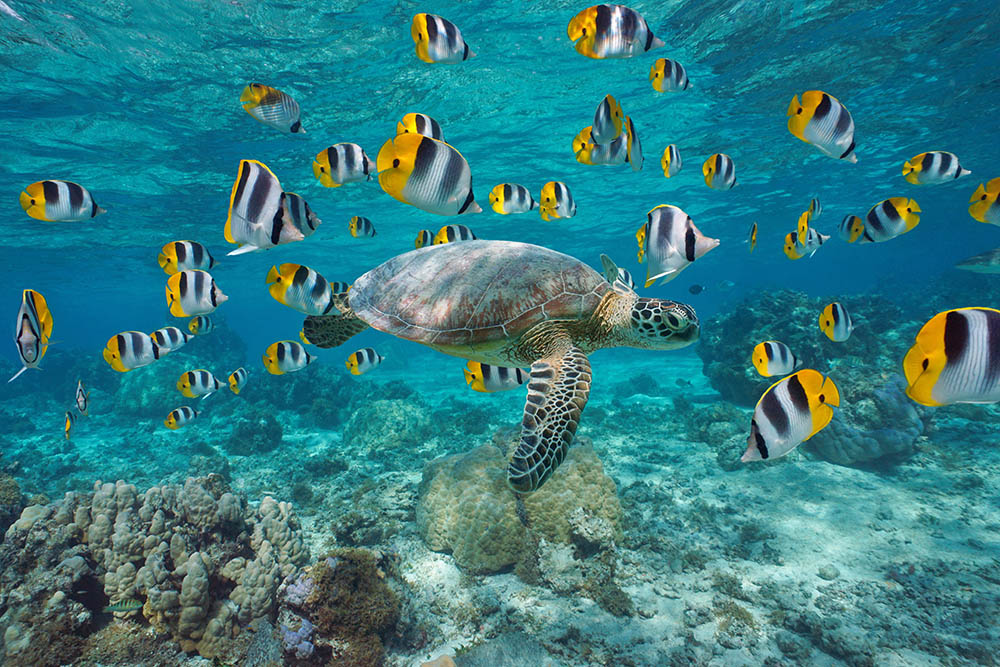 Green sea turtle swimming with a school of butterflyfish in the Bora Bora lagoon