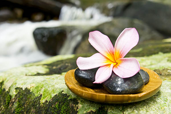 Tropical flower sat next to a waterfall