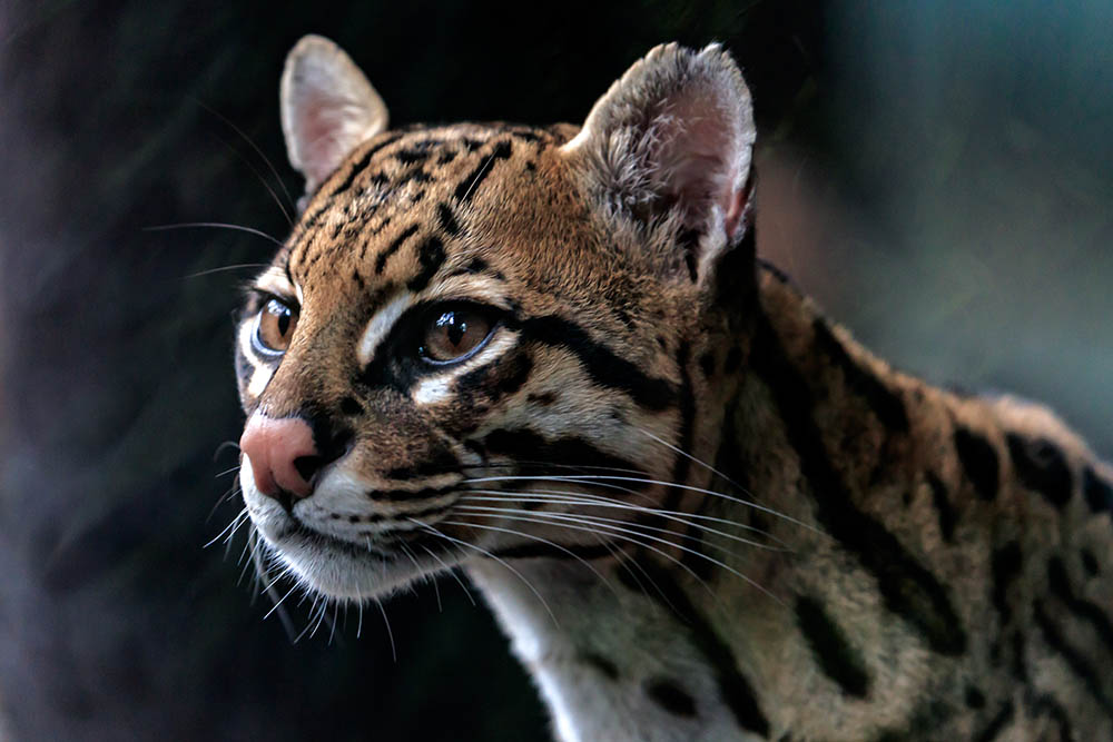 Portrait of an Ocelot, a big cat found in Guatemala