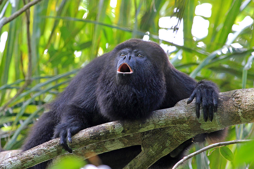 Black or Guatemalan Howler Monkey in the rainforest at Tikal National Park