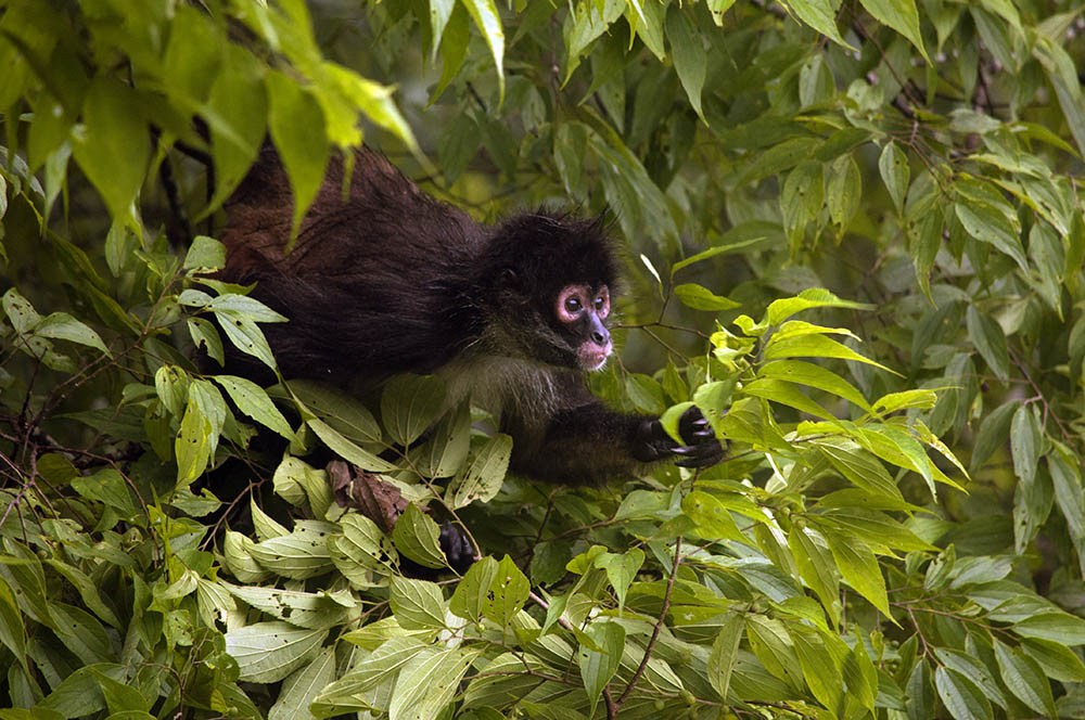 Spider Monkey in the rainforest at Tikal National Park