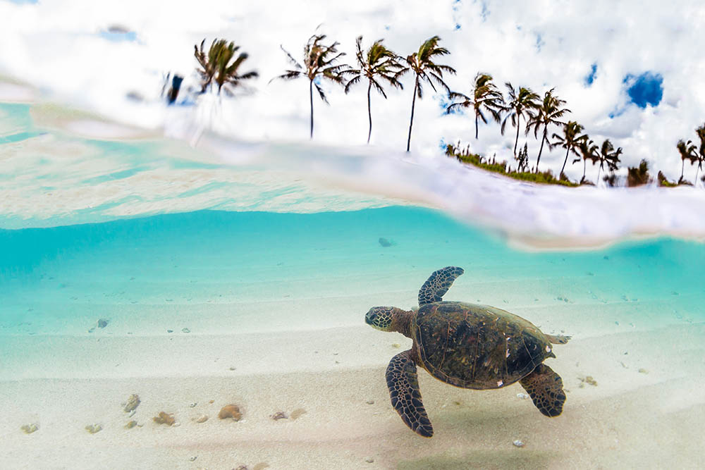 Endangered Hawaiian Green Sea Turtle cruising in the warm waters of the Pacific Ocean on Oahu's North Shore, Hawaii