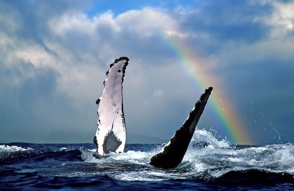 Humpback Whale & Rainbow - Near Lahaina, Maui - Hawaii 