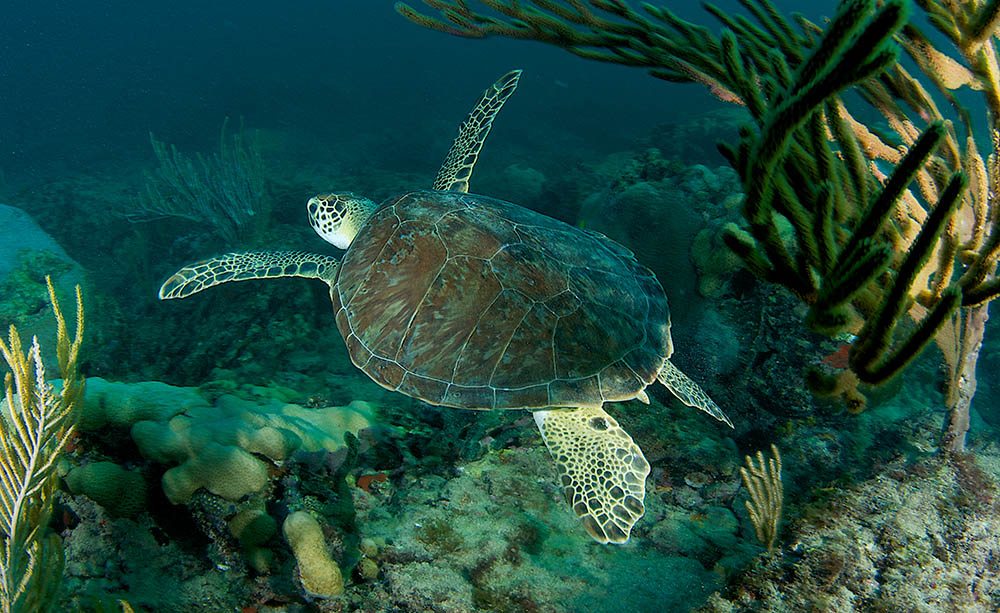 Green Sea Turtle on a reef in south east Florida