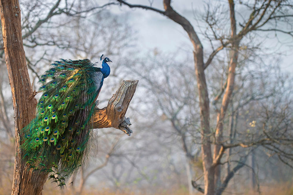 Peacock in a tree in Bandipur, India