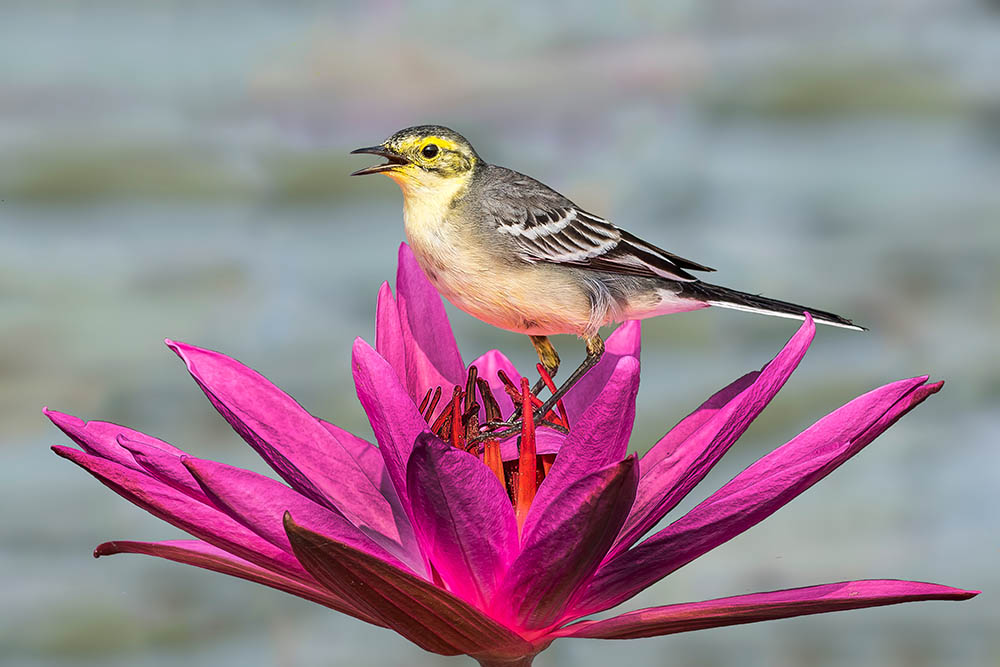 Citrine Wagtail on a Water Lilly flower, India