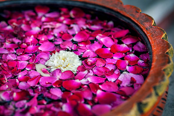 Rose petals in a gold bowl for spa treatment