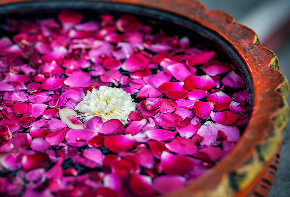 Rose petals in a gold bowl for spa treatment