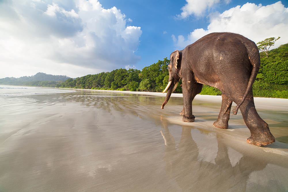 Elephant walking along a beach on Havelock Island in the Andaman Islands, India