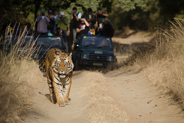 A Male Bengal Tiger in a forest with tourists in the background.Image taken during a tiger safari at Bandhavgarh national park in the state of Madhya Pradesh in India