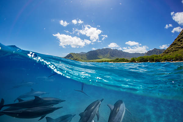 Pod of dolphins traveling along shoreline in blue ocean water. Split half-water seascape with green mountains on background