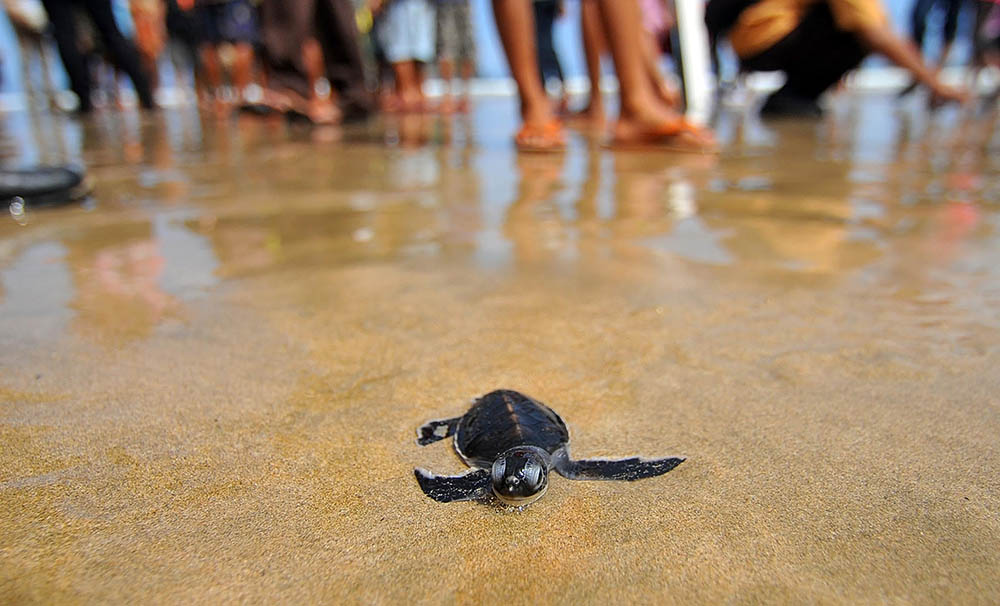 Turtle is released into the sea at Merah Banyuwangi, East Java, Indonesia