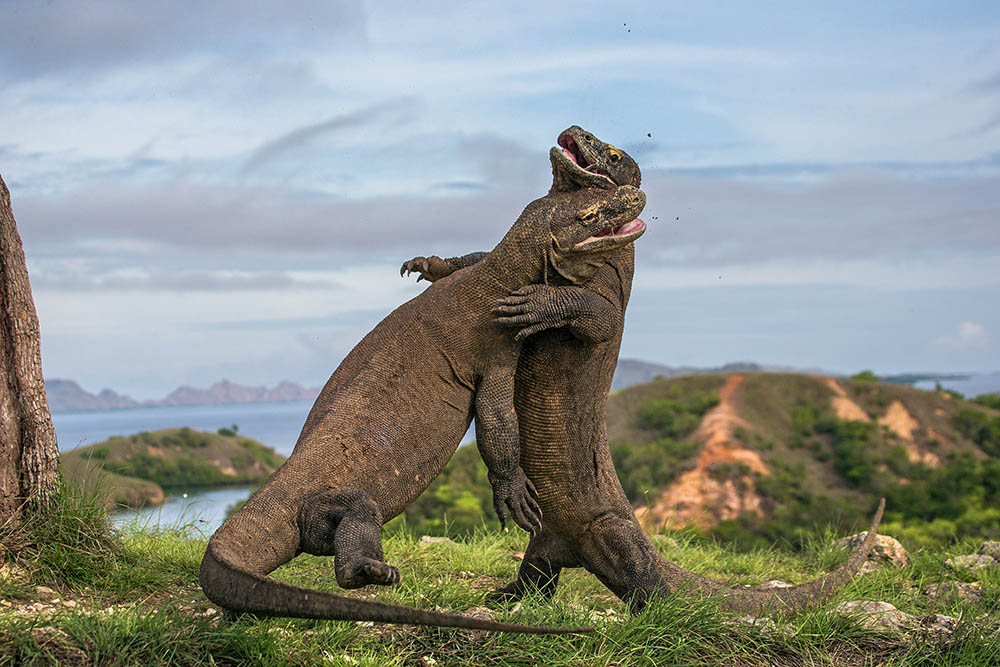 Two Komodo dragons fight with each other on Komodo Island, Indonesia