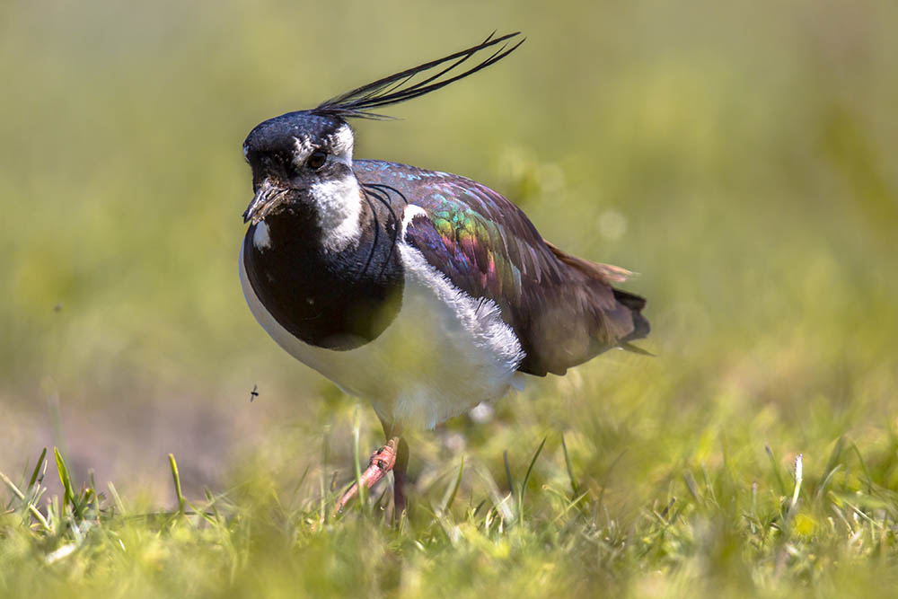 Northern Lapwing, the Republic of Ireland's national bird