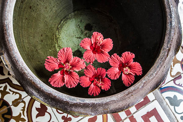 Hibiscus flowers in the water bowl, spa and massage saloon flowers decoration, Laos