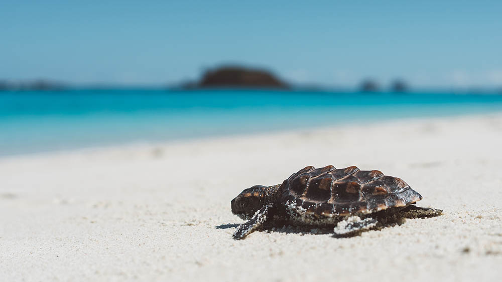 Baby turtle on his way to the sea on a beach in Madagascar, shortly after hatching from his egg