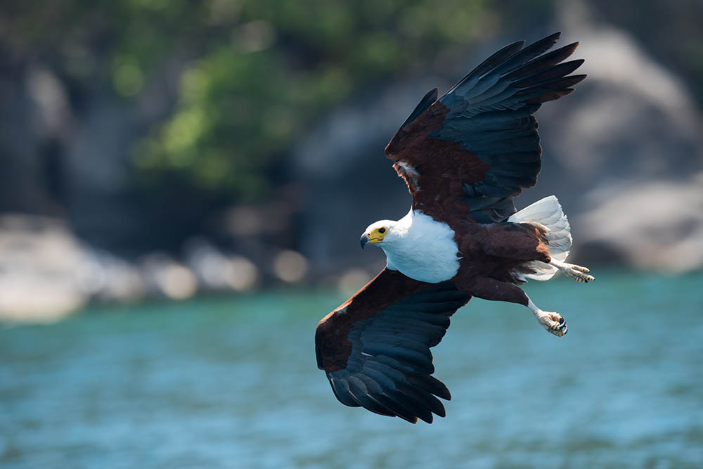 African Fish Eagle  gliding over Lake Malawi