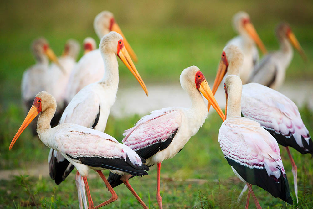 Yellow-billed stork in Liwonde National Park, Malawi