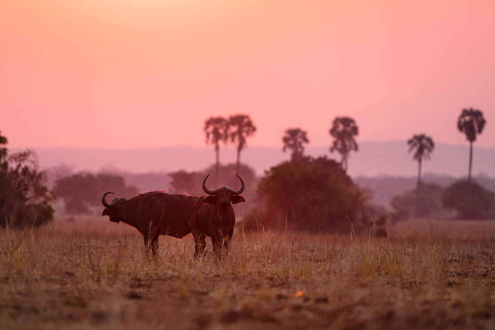 Buffalos at sunset in Liwonde N.P