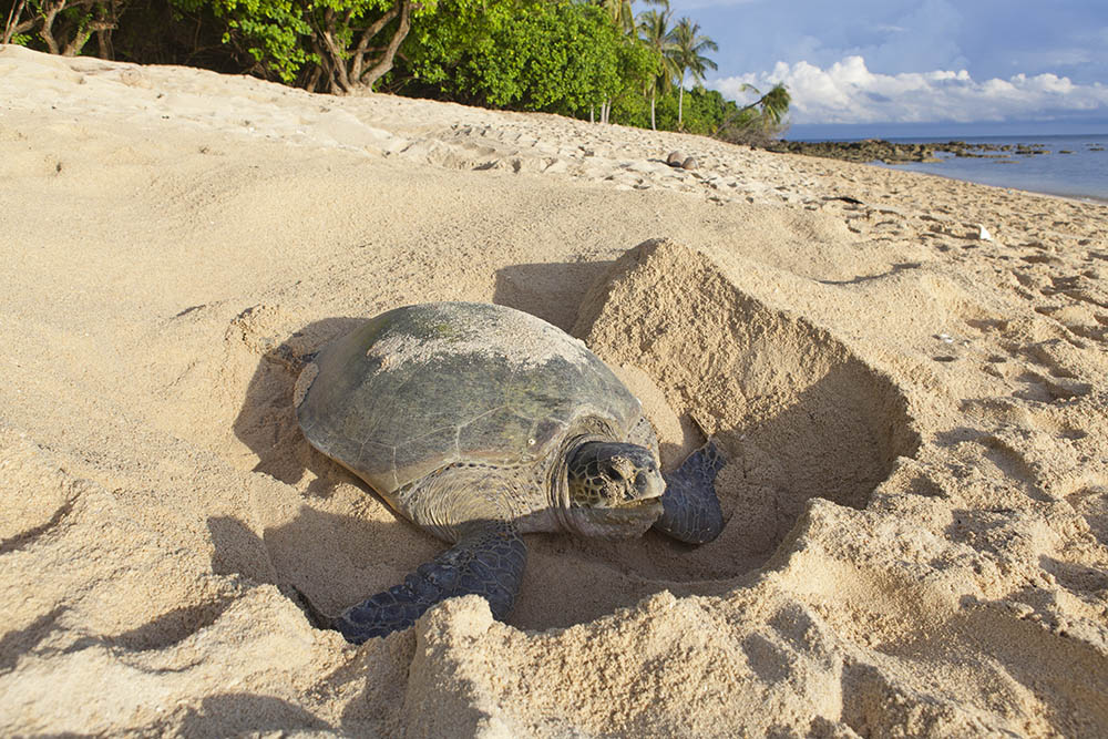 Green turtle (Chelonia mydas) laying her eggs and covering her nest on the beach