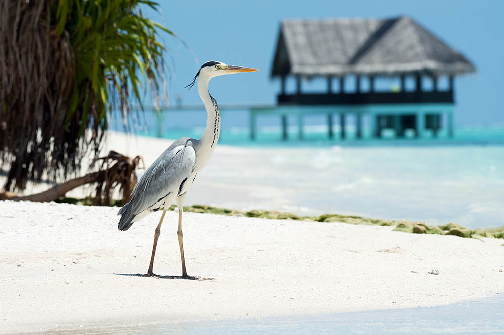 Grey Heron in the Maldives 