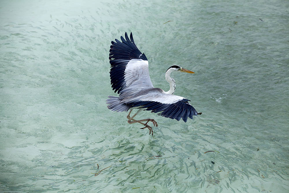 heron catching fish in the Maldives 