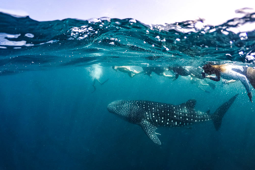 Whale Shark (Rhincodon typus) swimming in crystal clear blue waters off the coast of Maldives