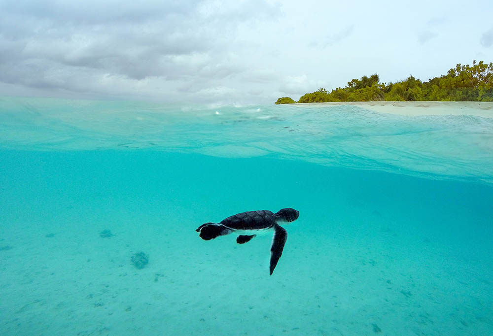 Baby Green Sea Turtle in a split shot of tropical island in the Maldives