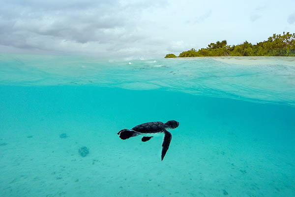 Baby Green Sea Turtle in a split shot of tropical island in the Maldives