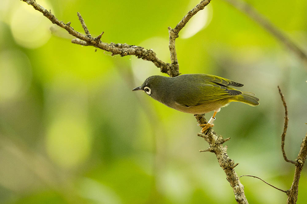 Extremely rare, critically endangered Mauritius olive white-eye (Zosterops chloronothos) perching on a thin tree branch in a forest on an island off the coast of Mauritius