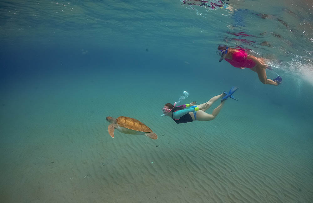 Snorkelling with turtles