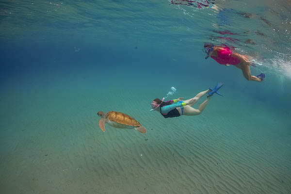 Snorkelling with turtles