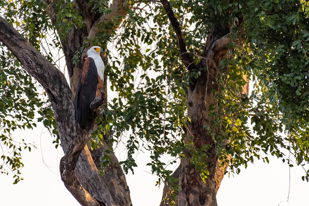 African fish eagle sitting close to the kwando river in the Caprivi strip in Namibia