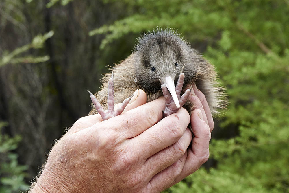 New Zealand Kiwi bird chick held in safe hands