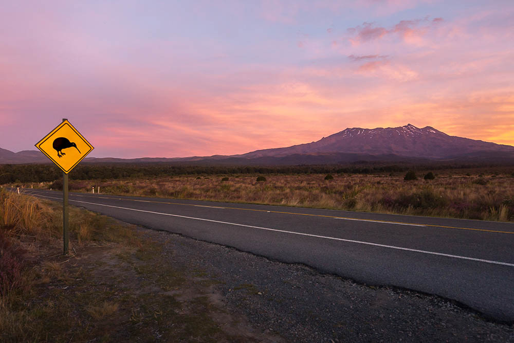 Kiwi sign on Desert Road with volcano Mt. Ruapehu at sunset, Tongariro National Park, New Zealand