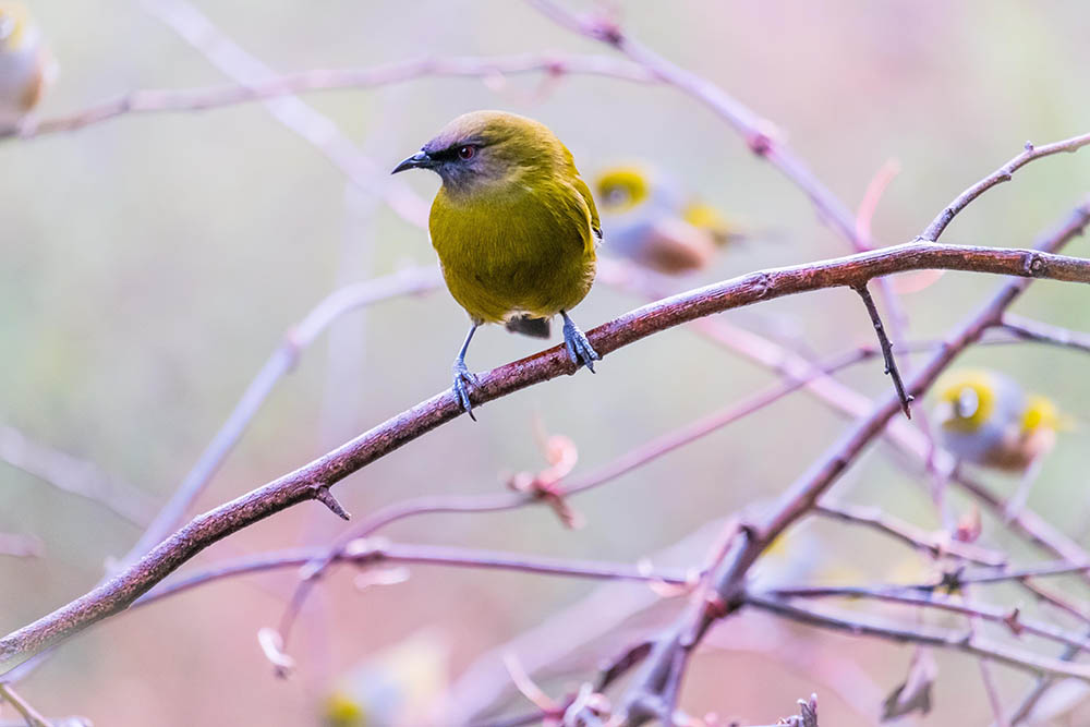 New Zealand Bellbird or korimako sitting on tree , South Island New Zealand