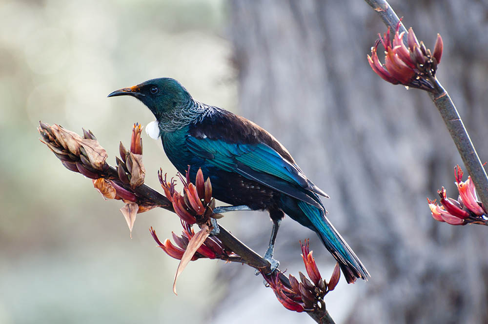 tui is an endemic passerine bird of New Zealand