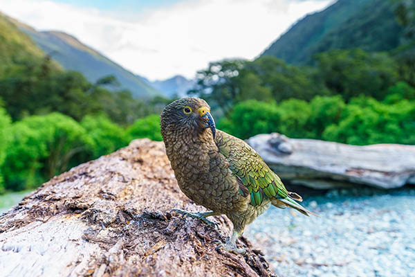 kea, mountain parrot on a tree trunk, southland, southern alps, new zealand