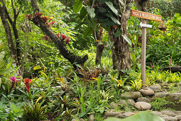 Sign pointing to meditation and yoga with beautiful tropical rain forest scenery